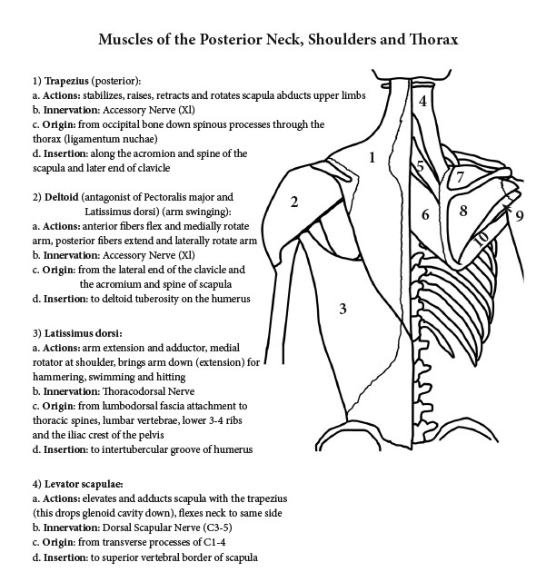 Neck And Shoulder Muscles Diagram : Acupuncture for Neck and Shoulder