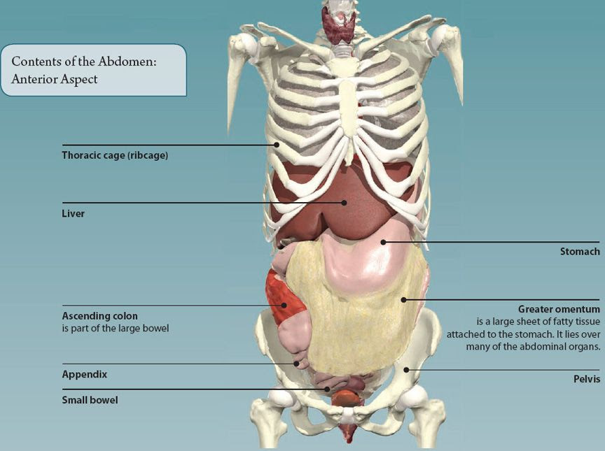 Which Organ Sits In The V Part Of The Ribs - Bones of human body.pdfx