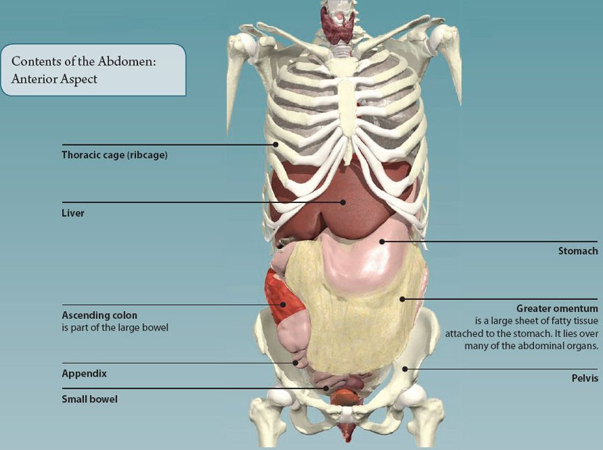 Which Organ Sits In The V Part Of The Ribs Bones Of Human Bodypdfx