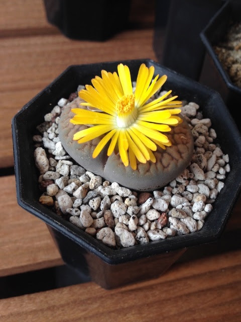 すべての美しい花の画像 Hd限定リトープス 花