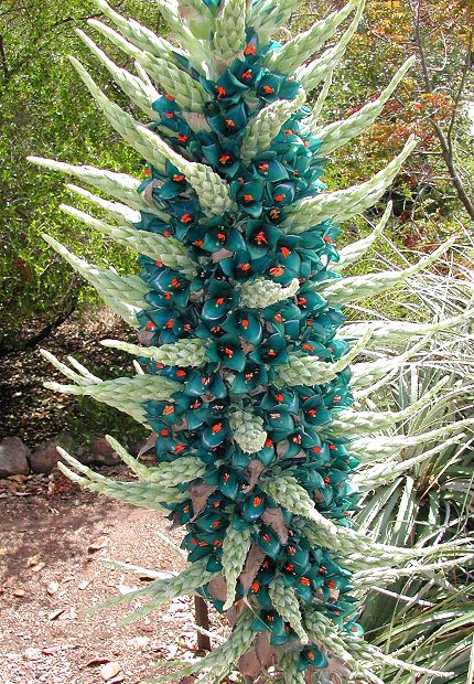 Blue Puya