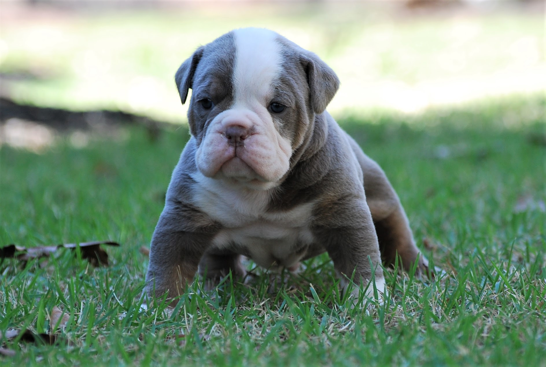 Old English Bulldog Lilac - lilac tri english bulldog puppy for sale