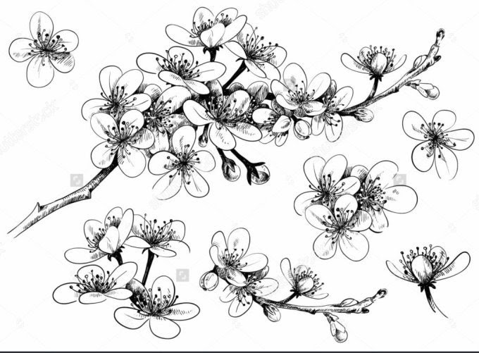 52+ Menggambar Sketsa Bunga Sakura, Paling Gokil!