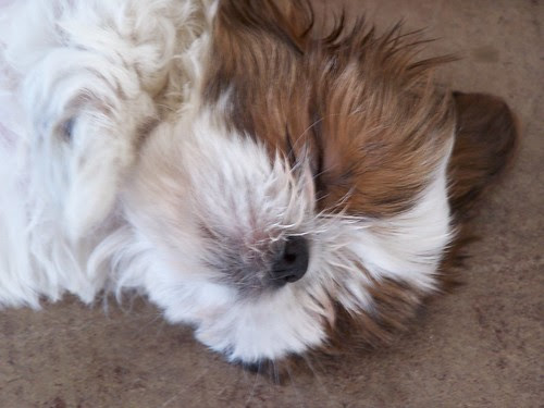 wonton sleeps