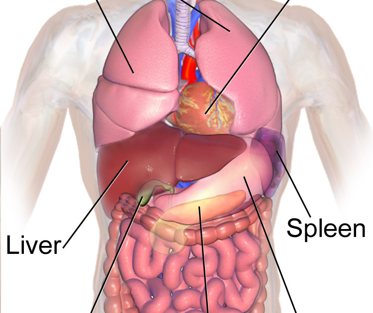 Печень орган в организме. Анатомия брюшной полости селезенка. Анатомия человека печень, селезенка. Печень и селезенка анатомия. Печень селезенка расположение.