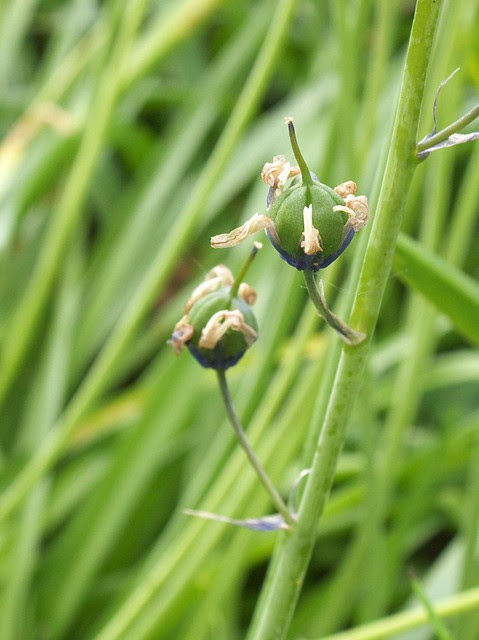 DSC_7724 bluebell seed pods