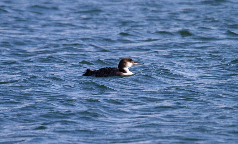 Loon