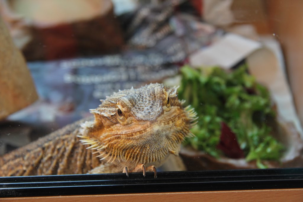 Bearded Dragon Hissing Why Is My Bearded Dragon Hissing At Me