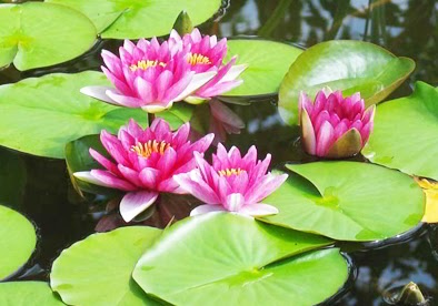 52+ Koleksi Spesial Gambar Daun Teratai