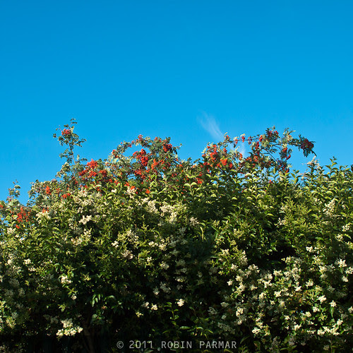 red berries, blue sky @ f/4