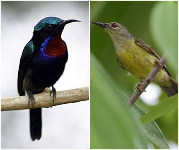 Gambar Burung Tanpa Warna - Gambarrrrrrr