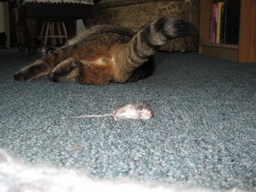 This is the Bum That Belongs to the Cat that Caught the Mouse that Lived in the House That Muffy Rents