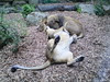 Lions 4