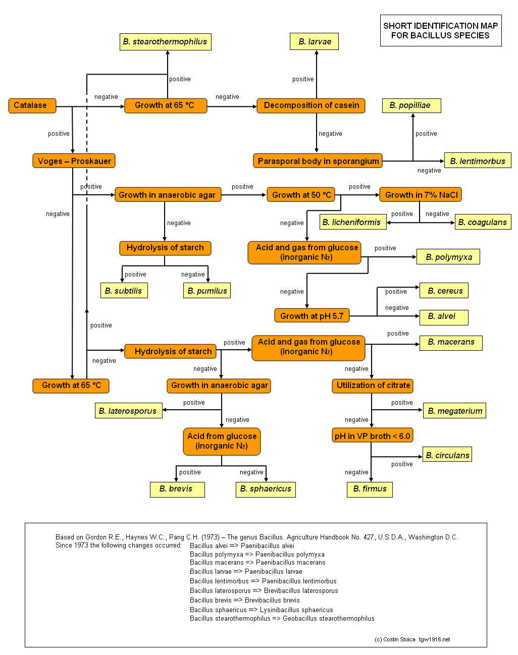 Classification Of Bacteria Chart