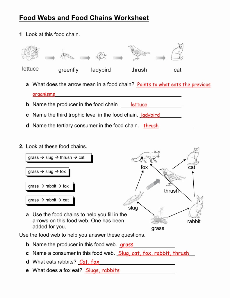 27-food-chain-trophic-levels-worksheet-answers-worksheet-information