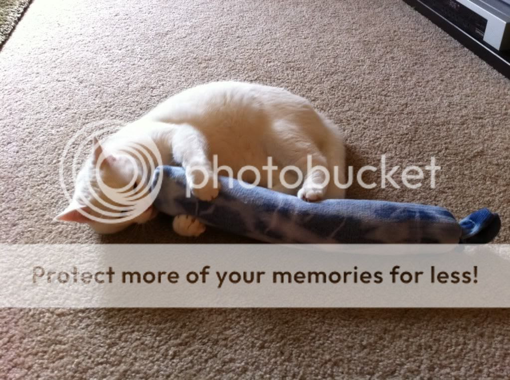 cat kicking sock toy