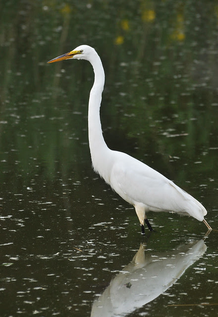 Morningside Egret