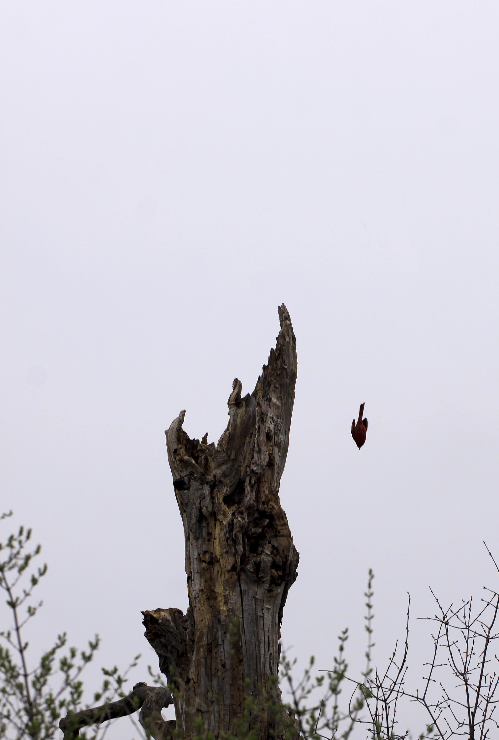 nose dive