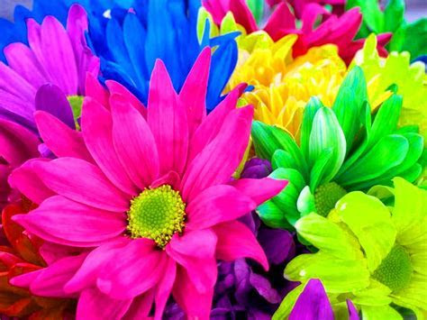 Rainbow Flowers 17370 1024x768 px ~ HDWallSource.com Rainbow Flowers 17370 1024x768 px ~ HDWallSource.com