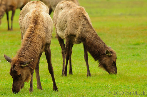 Feeding elk