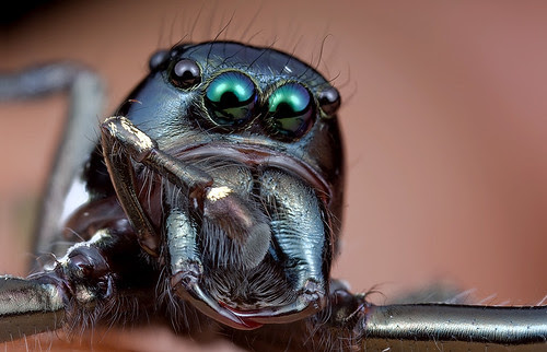 jumping spider focused stacked IMG_7440 7441 stk edited copy