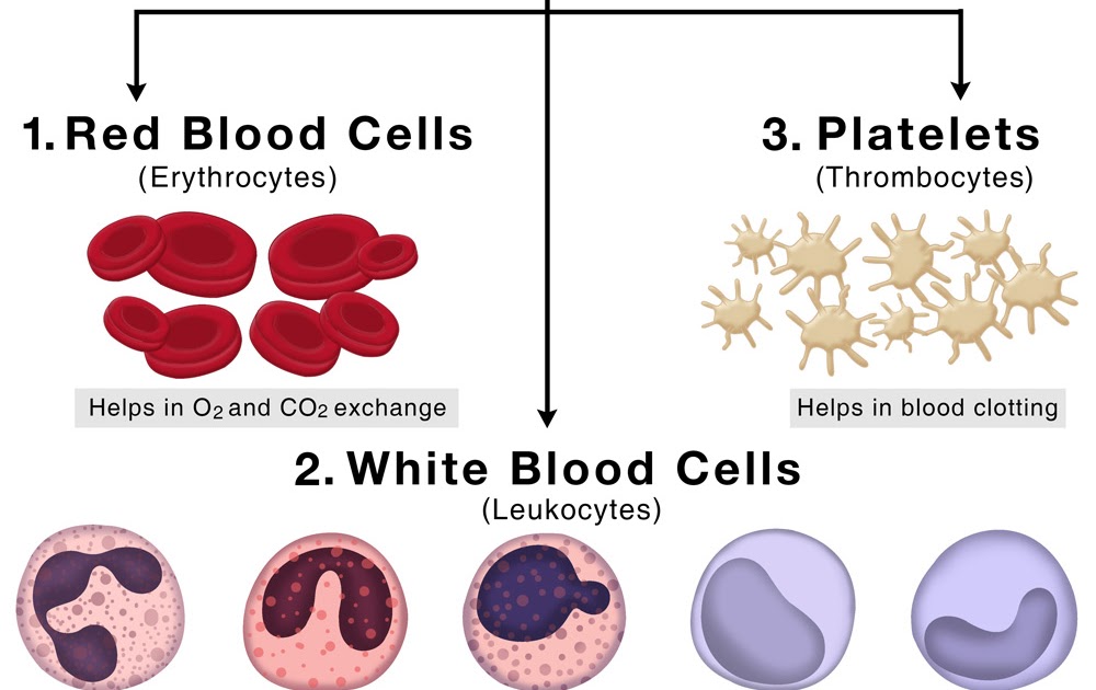 White Blood Cells Functions - Atomussekkai.blogspot.com