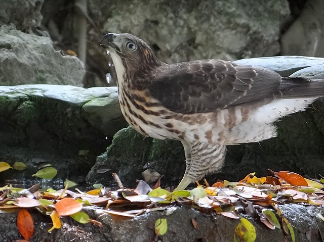 鳳頭蒼鷹/無限台南