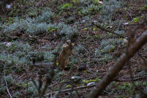 Chipmunk in the Woods