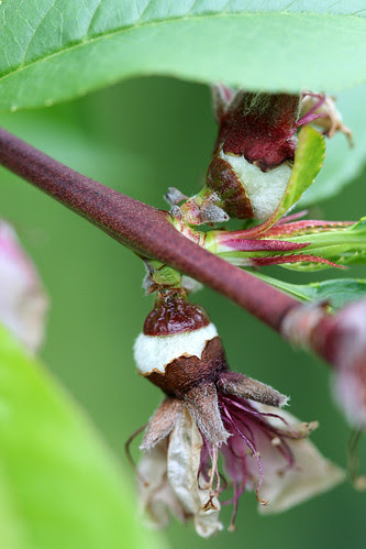 from flower to fruit