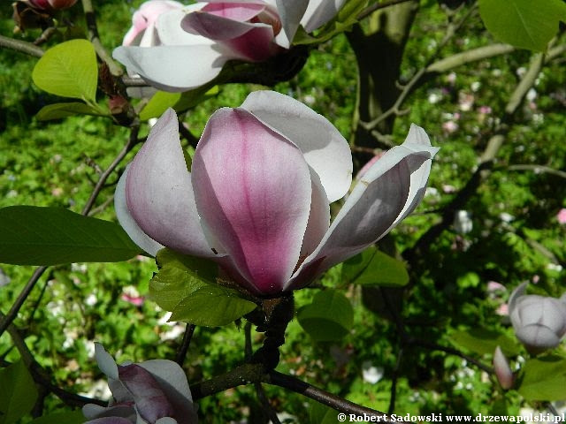 Magnolia 'Peppermint Stick' Kwiaty Magnolia 'Peppermint Stick'