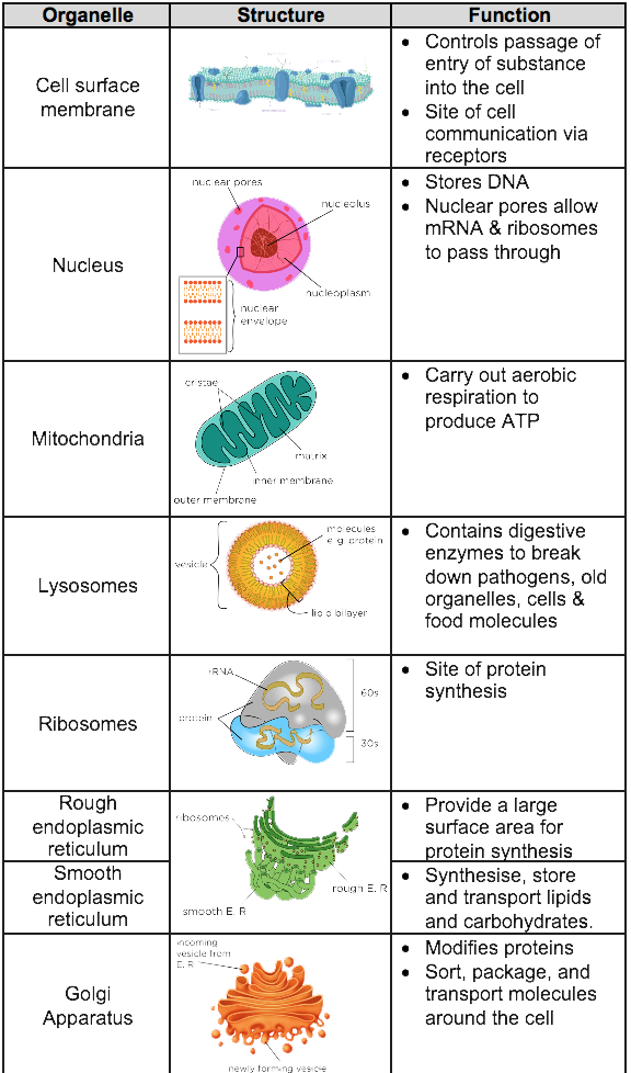 assignment on cell structure and function