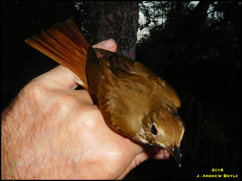 Hermit Thrush Hermit Thrush