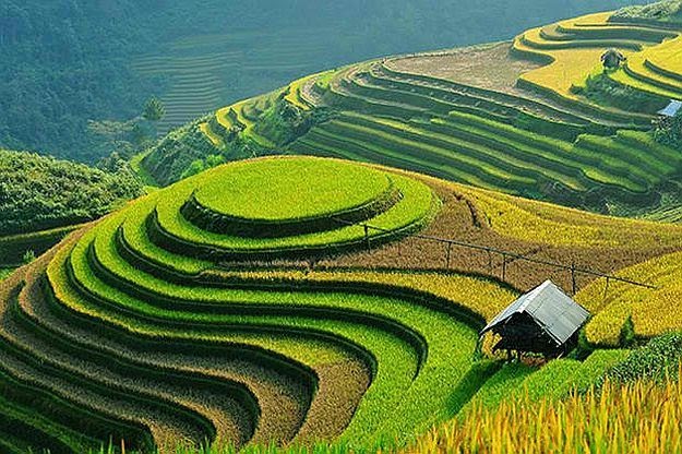 Farming In Vietnam - Farming Mania