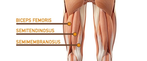 Upper Thigh Anatomy : Muscles of the Medial Thigh - TeachMeAnatomy