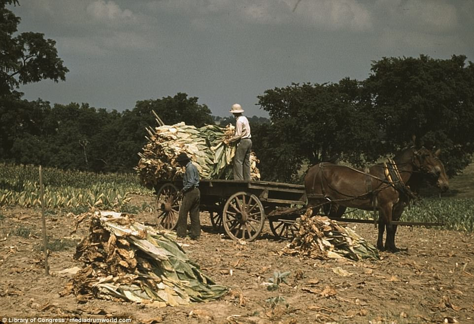  Two farm workers toil away under the blistering deep South sun to collect Burley tobacco and load it onto a cart, while their horse waits patiently on the side
