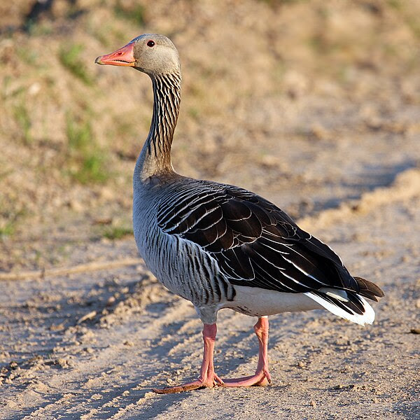 Fil: Greylag-Goose.jpg