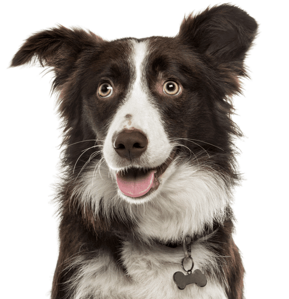 Thephoto: Brown And White Border Collie For Sale