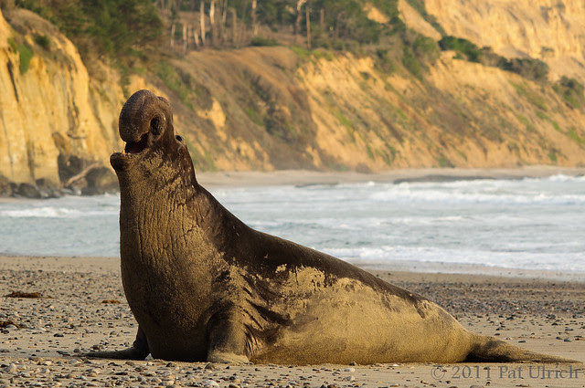 Bull northern elephant seal, Año Nuevo State Reserve -- Pat Ulrich Wildlife Photography