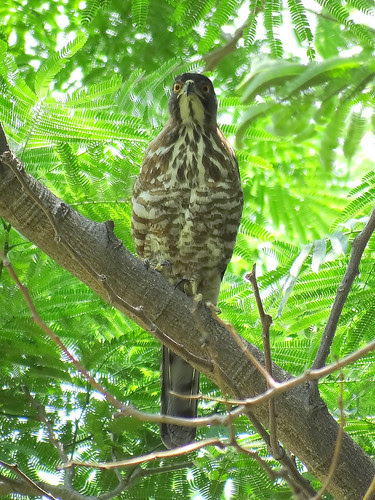 鳳頭蒼鷹/無限台南
