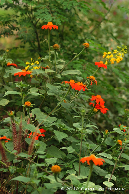 Mexican sunflower, Mexican Bird of Paradise