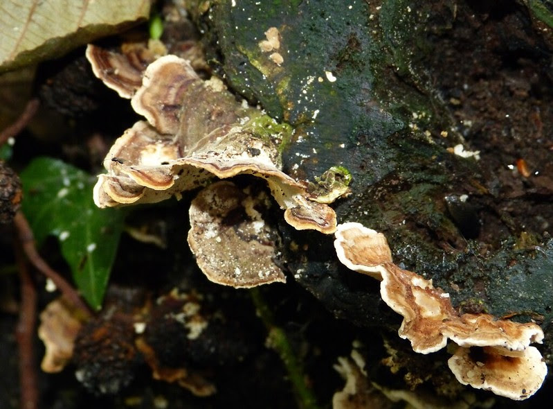 28964 - Turkeytail