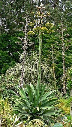 agave salmiana flourishing maguey pulquero inflorescencia backgarden