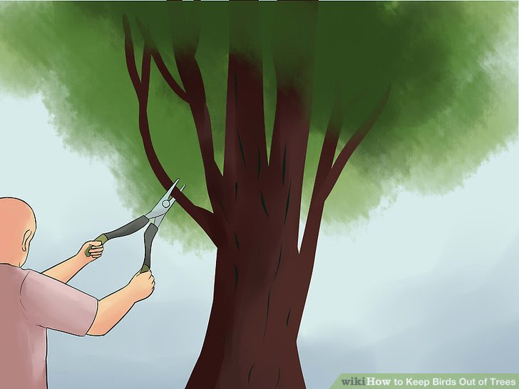 Learn how to do anything How to Keep Birds Out of Trees