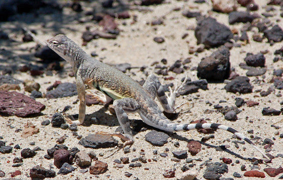 5ring-tailed-lizard-close.jpg