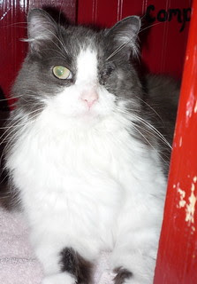 Filbert
