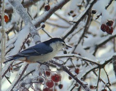 Icy nuthatch