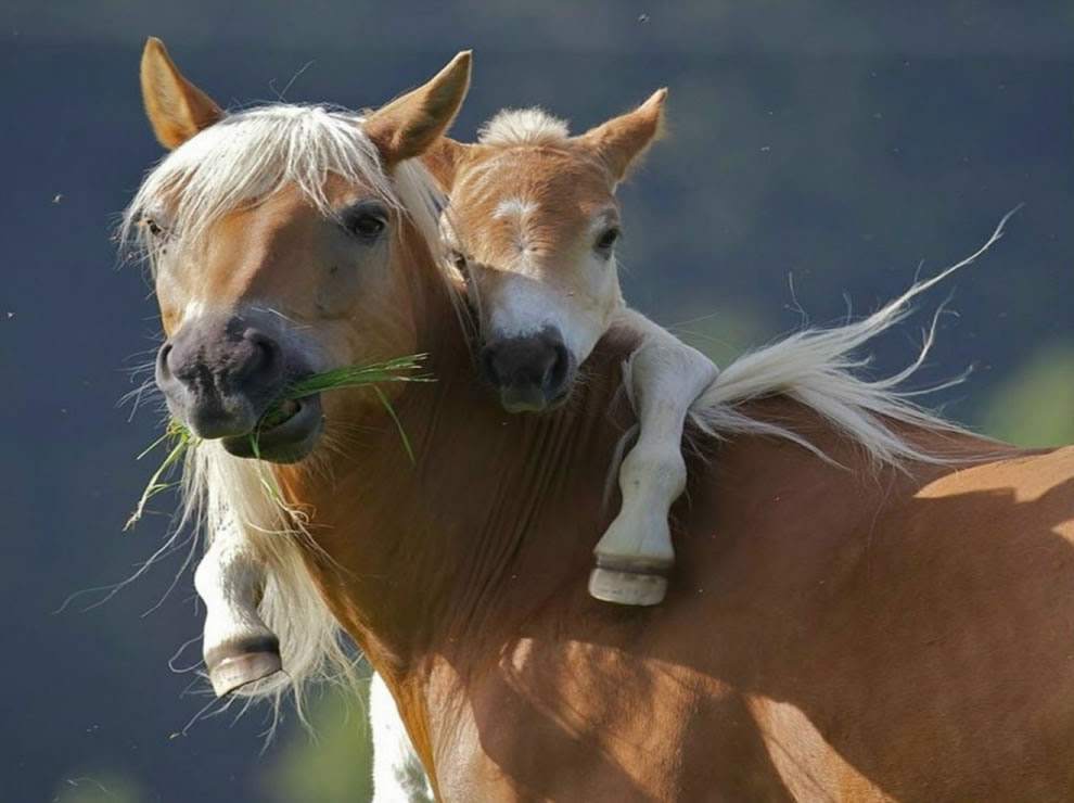 Give your mom a hug, pony wants piggyback ride from mom