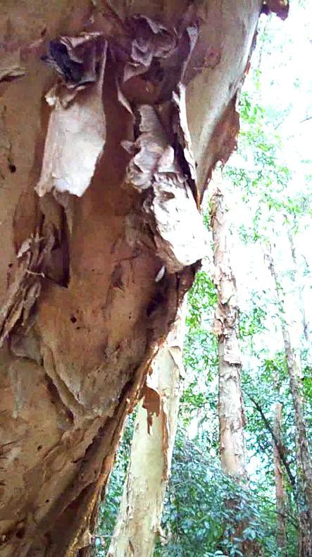 Paperbark bark July 2010