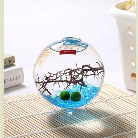 Marimo Tri Foot Terrarium Kit ApolloBox Marimo Tri Foot Terrarium Kit ApolloBox