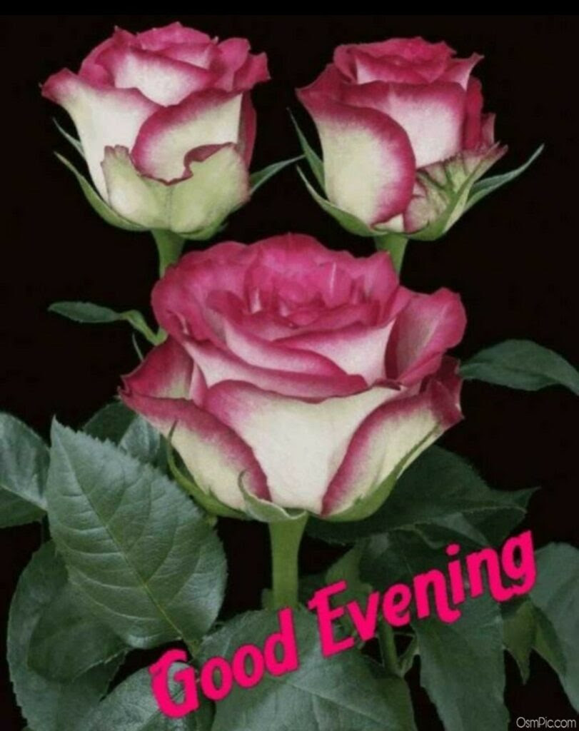 Featured image of post Good Evening Beautiful Flowers Images - We are sure you will like the collection and send these to your friends.